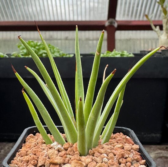 HAWORTHIA 5CM PODS